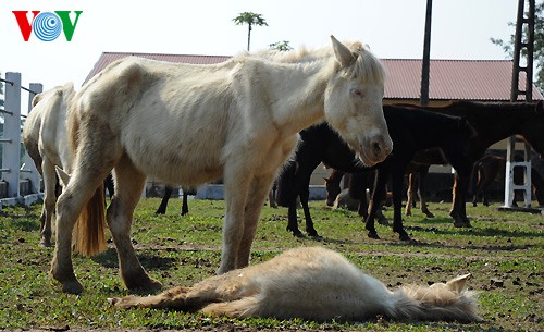 A tour of the biggest horse farm in the north - ảnh 6